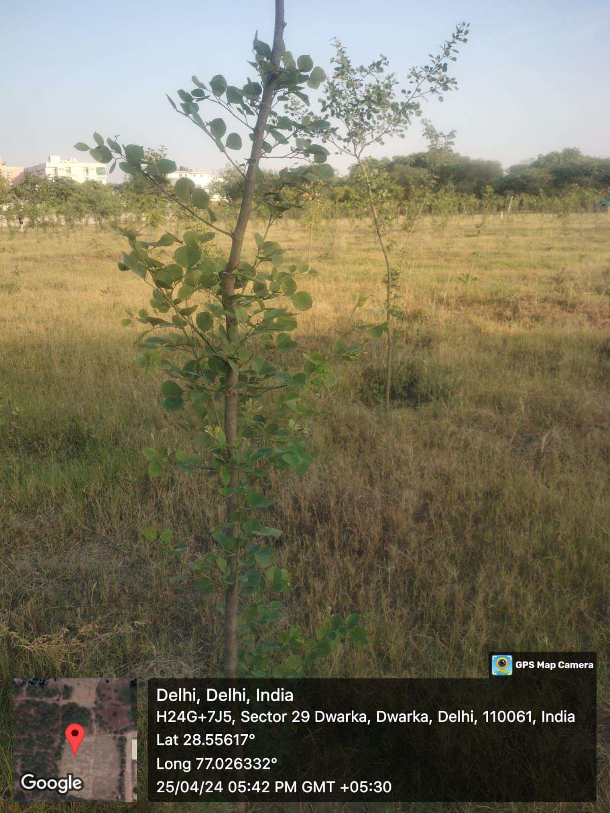 Compensatory Afforestation